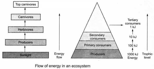 1. Energy loss between trophic levels:
