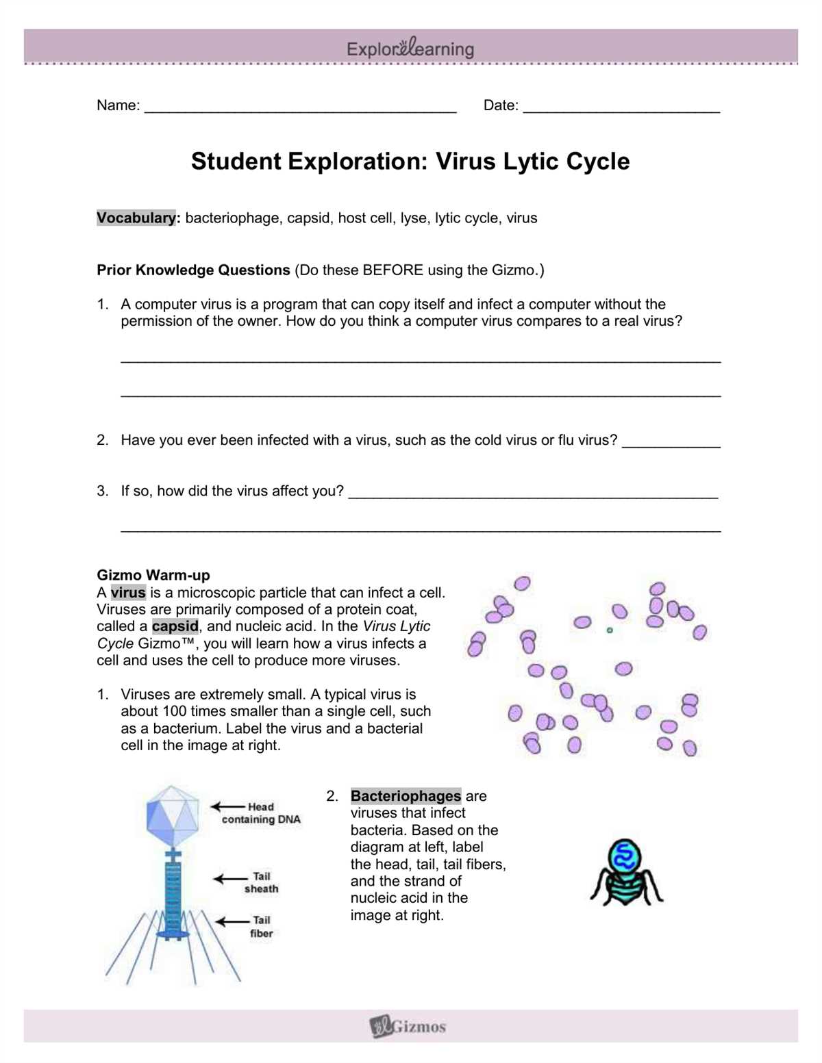 The Role of DNA Replication in Cell Division
