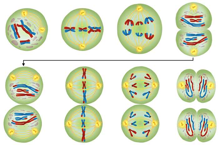 Meiosis foldable activity answer key