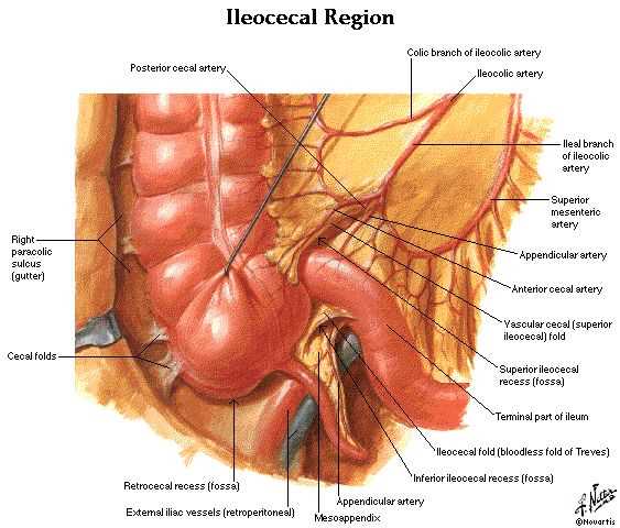 Tissues and Body Cavities