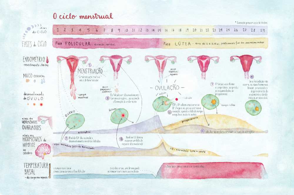 Common Symptoms and Changes During the Menstrual Cycle