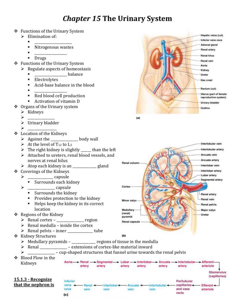 Clarifying the Mysteries of the Urinary System - Detailed Worksheet Answers in PDF Format Urinary system worksheet answers pdf
