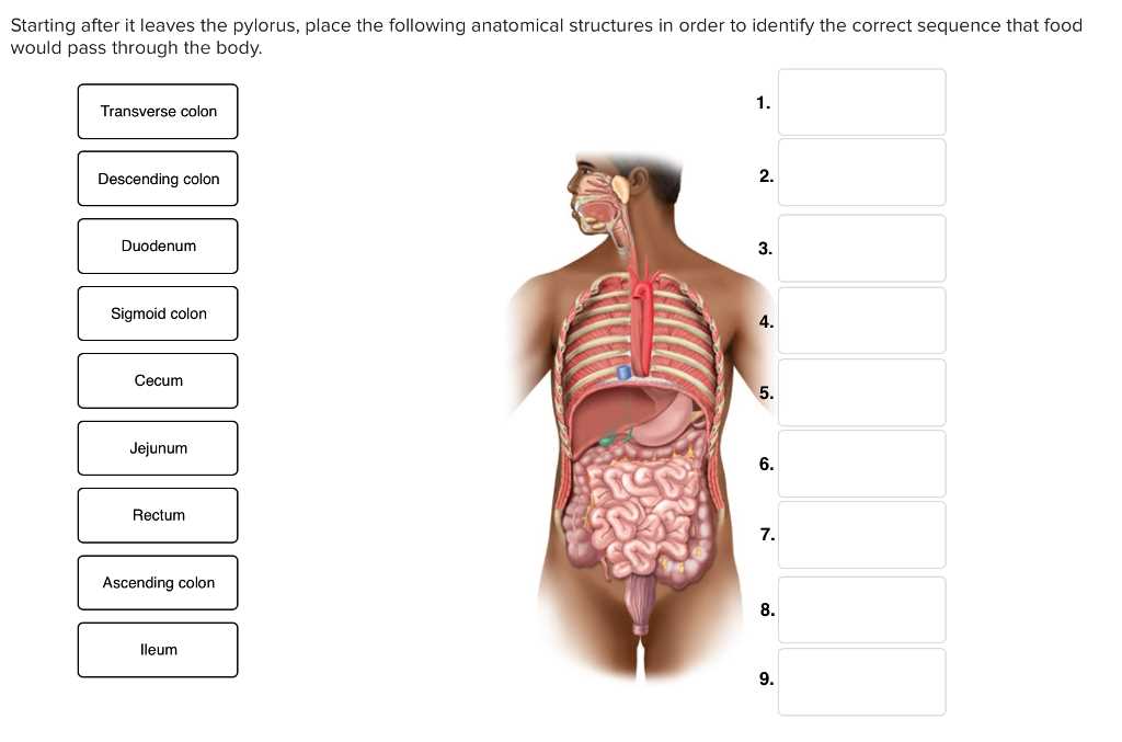 Mastering the Use of Anatomical Terminology - Unraveling the Answers Packet Using anatomical language packet answers