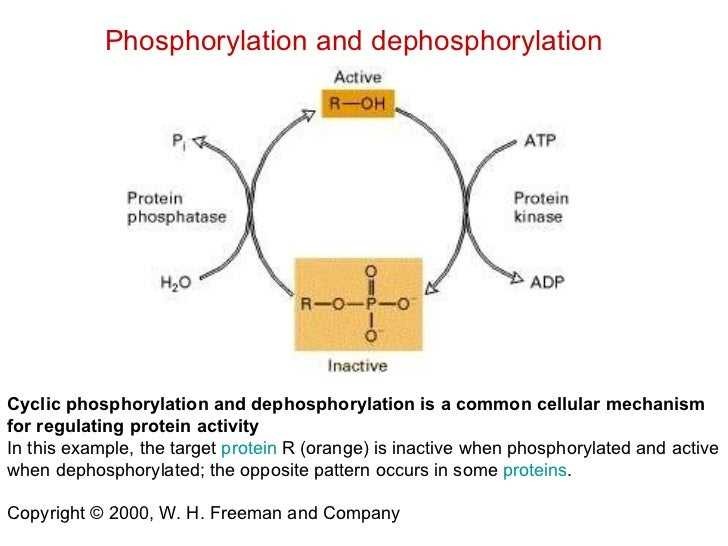 Enzymes and Metabolic Pathways