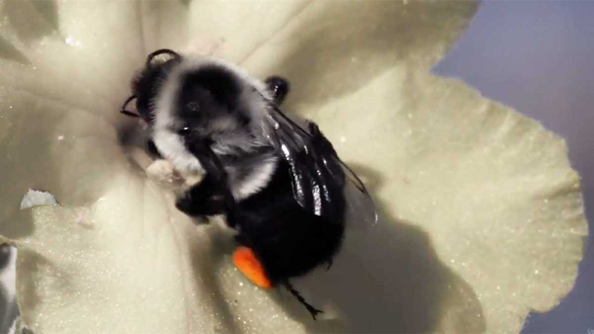 The link between fungicide exposure and bumble bee health