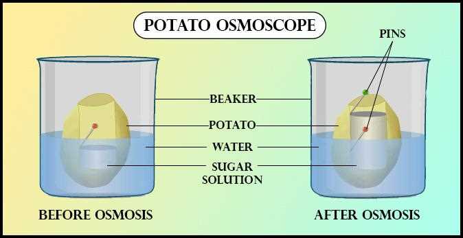 How to Access Gizmo Osmosis Answer Key
