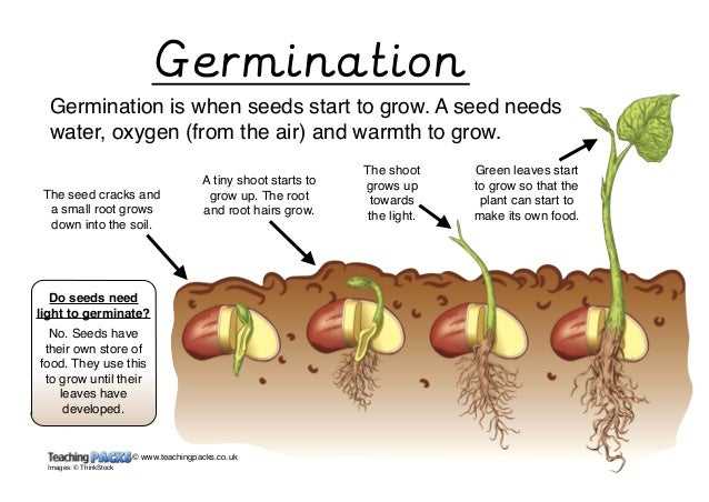 Unlocking the solution to seed germination gizmo activities and tests