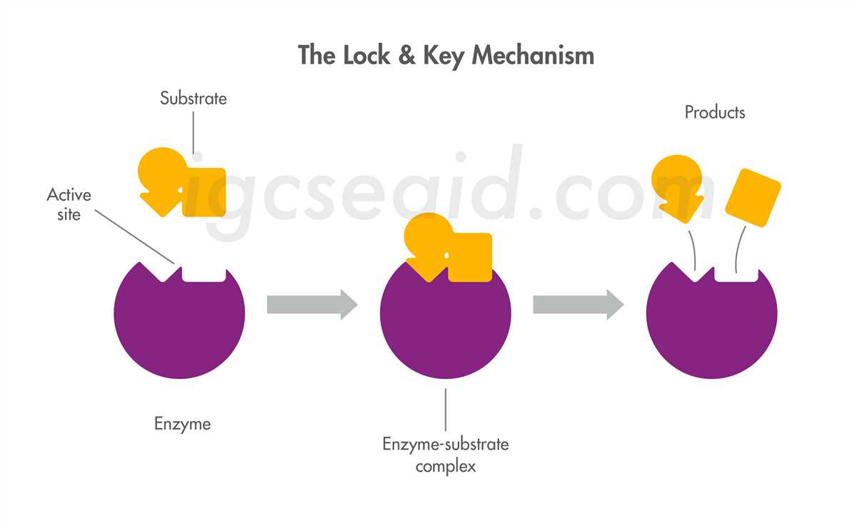 Unlocking the Secrets of Stem Cells - Enzymes Hold the Answer Stem cases enzymes answer key