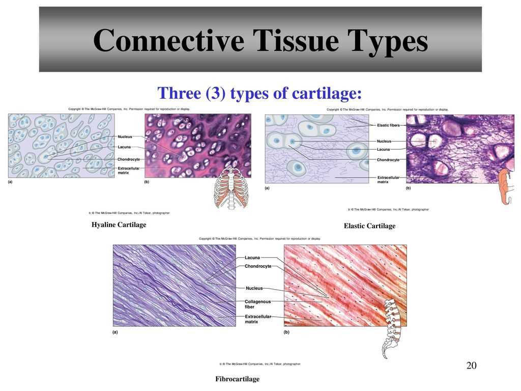2. What are the major functions of epithelial tissue?