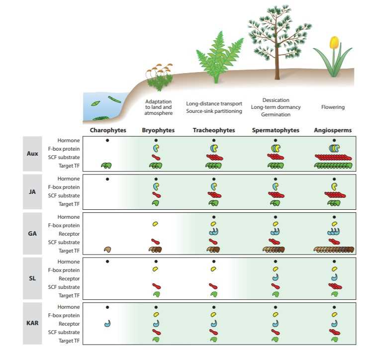 Understanding Plant Hormones
