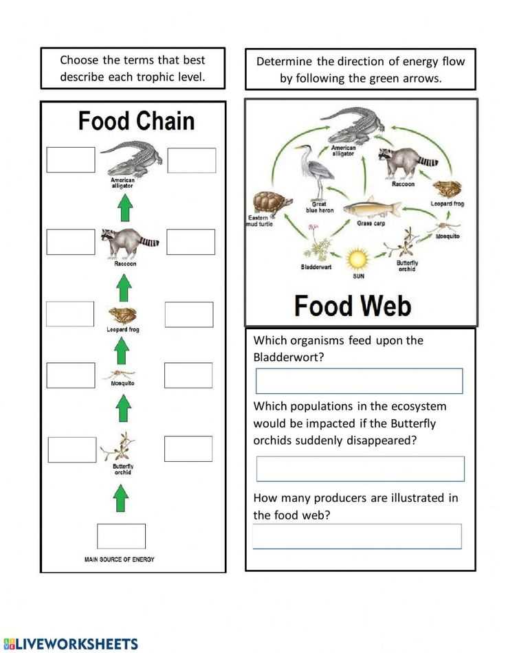 Energy through ecosystems worksheet answers