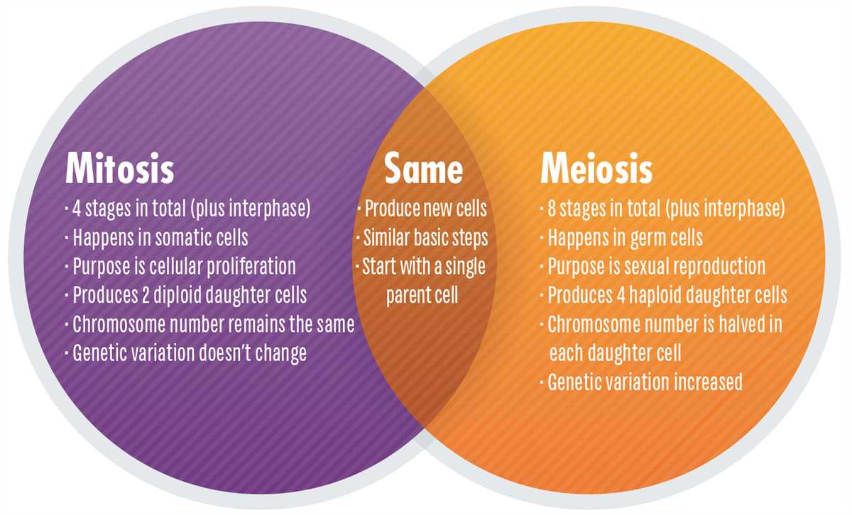 Unlocking the Secrets of Meiosis - A Comprehensive Answer Key for Effective Study Meiosis notes answer key