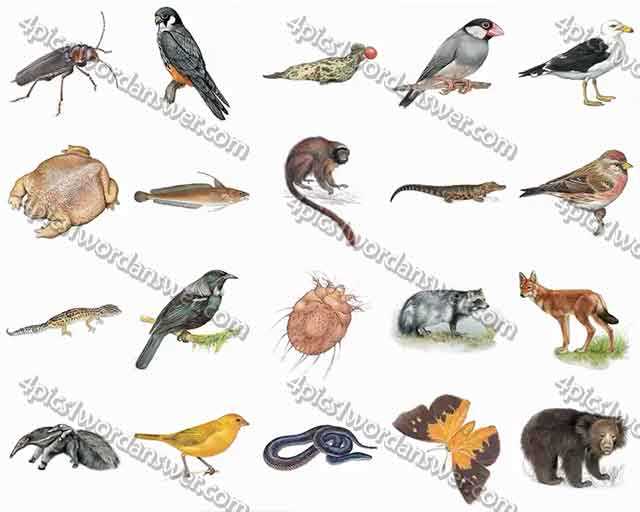 Pics Animal Answers - Ultimate Cheat Sheet For All Levels