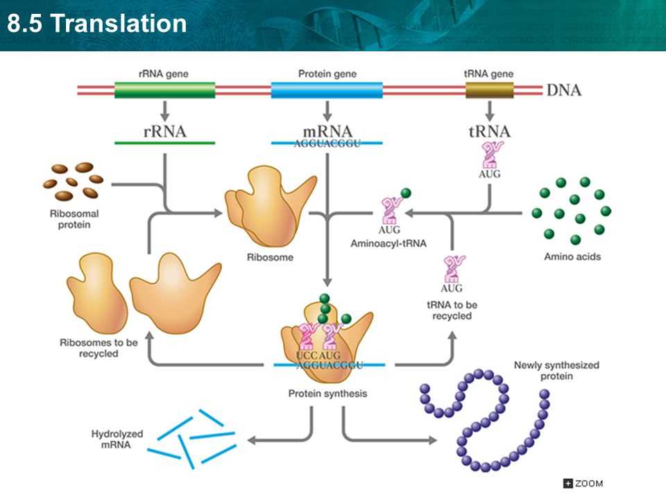 Ribosomal RNA (rRNA)