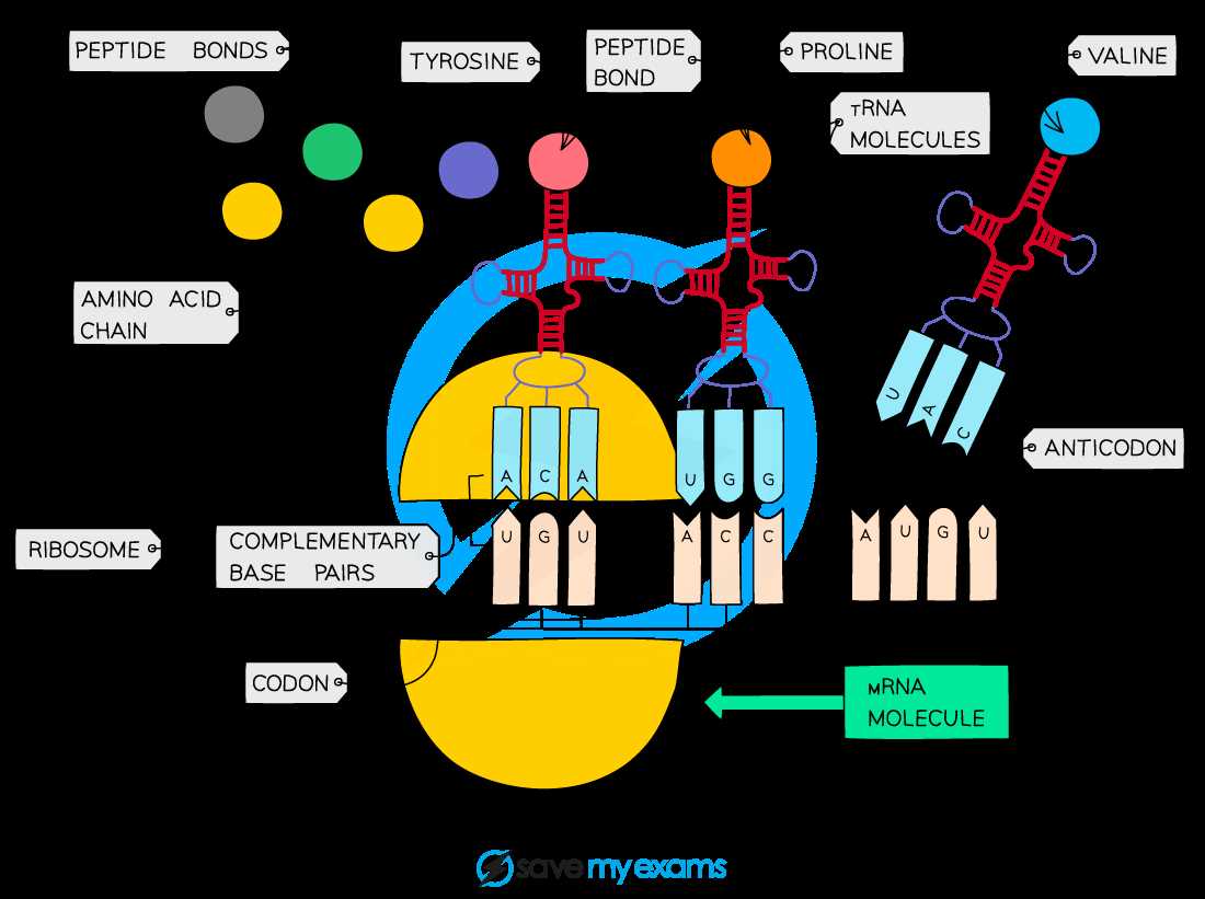 4. How are ribosomes made?