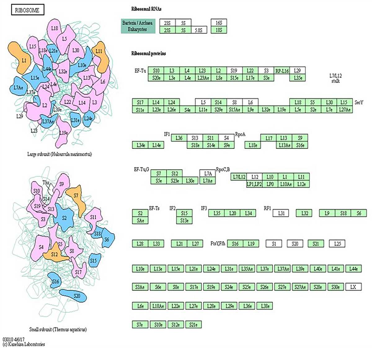 1. What is the role of ribosomes in protein synthesis?