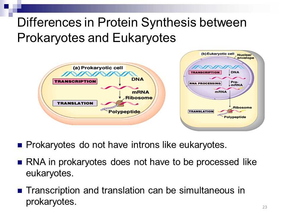 Ribosomes and Protein Synthesis Answers Key: Common Questions Addressed