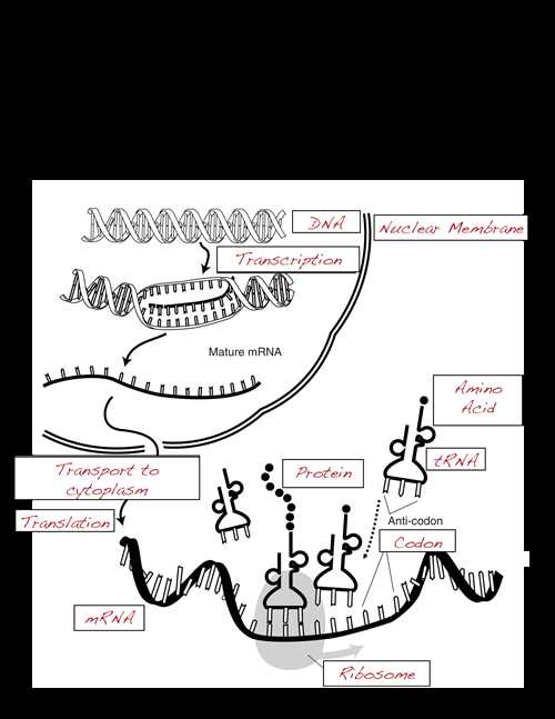 Process of Protein Synthesis: Step by Step Explanation