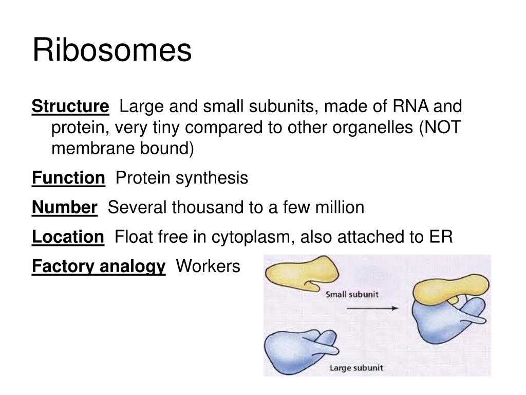 Structure of Ribosomes: Understanding the Key Components