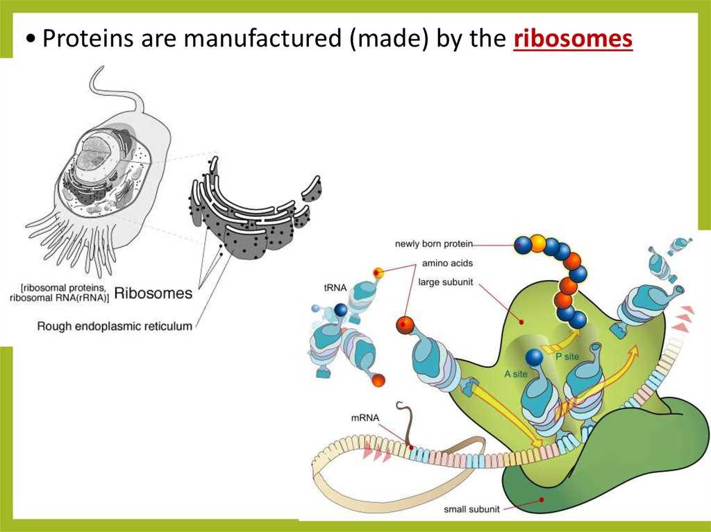 Key Concepts of 13.2 Ribosomes and Protein Synthesis Answers