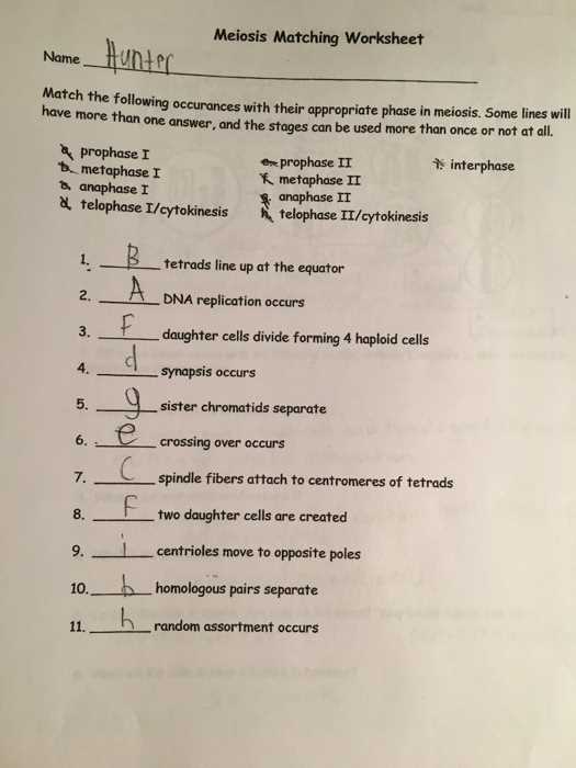 Common Mistakes and Tips for Success in Mitosis Matching Worksheet