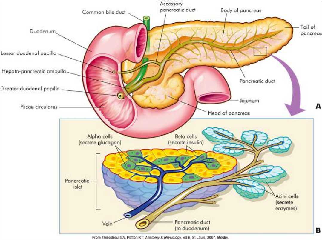 Anatomy and Physiology Exam 3