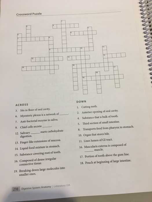 Anatomy crossword puzzle answers