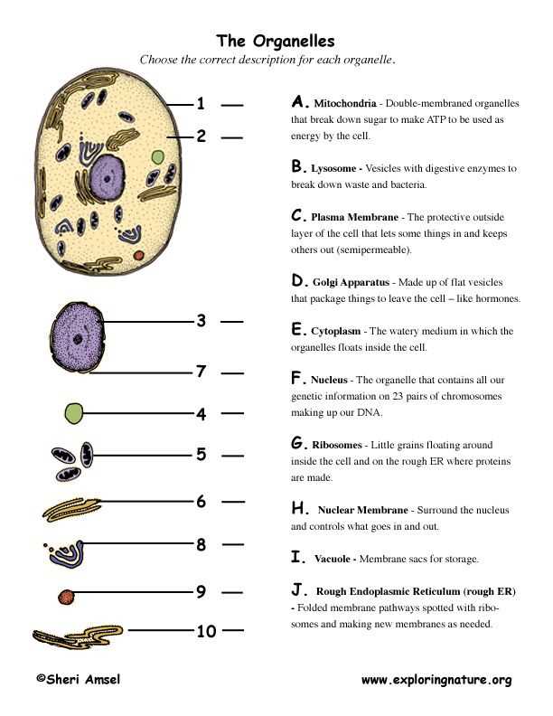 Summary of Cell Structure and Function