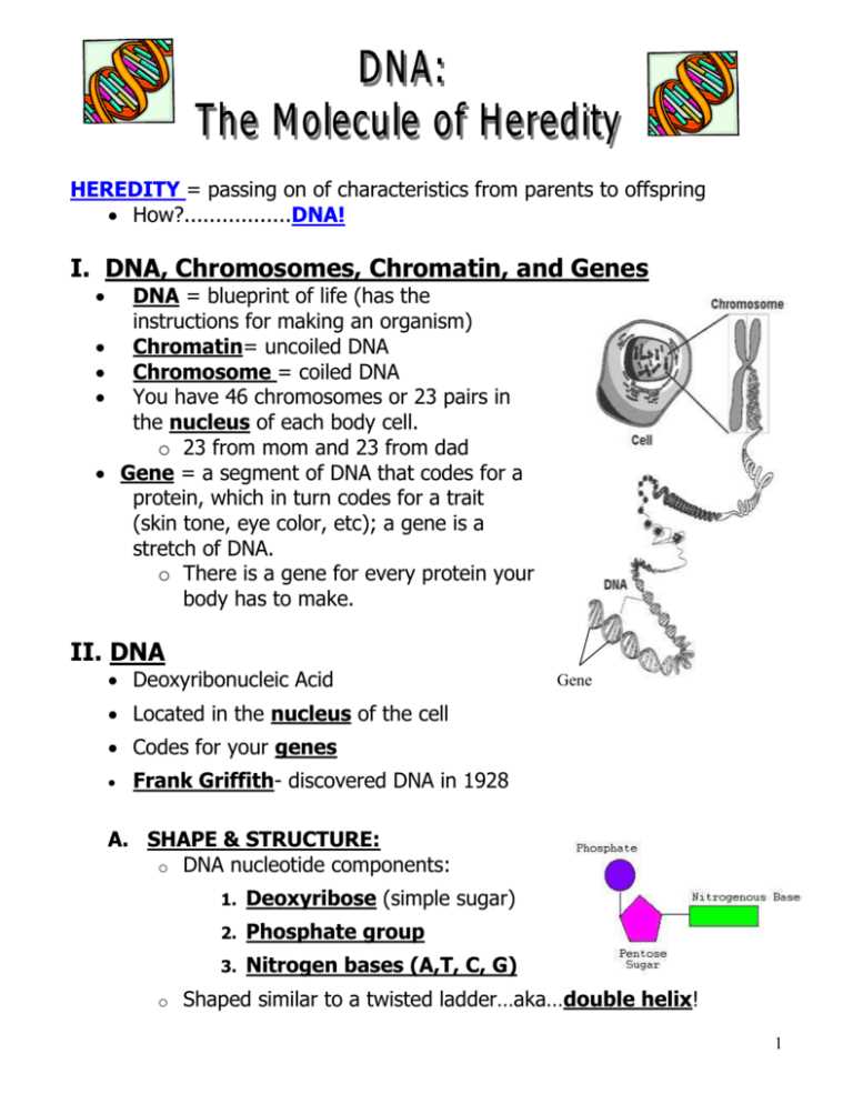 Unlocking the Secrets of DNA: Exploring the Answers to the Molecule of Heredity Worksheet Dna the molecule of heredity worksheet answers