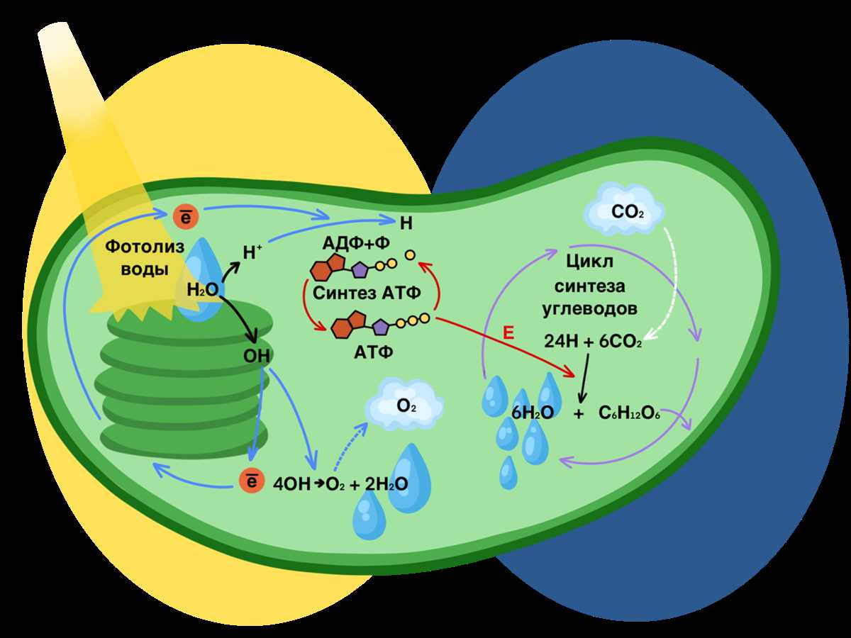The Role of Photosynthesis in the Environment