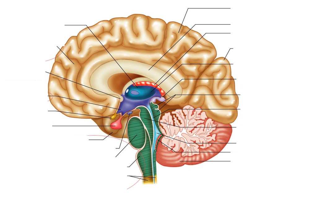 What to Expect on Your IB Biology Final Exam