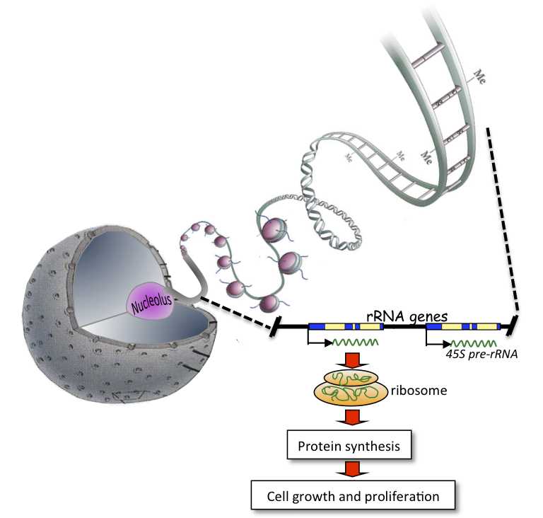 13.2 ribosomes and protein synthesis answers key