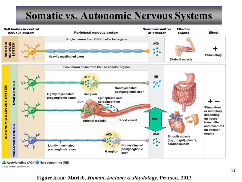 Areas of Physiology