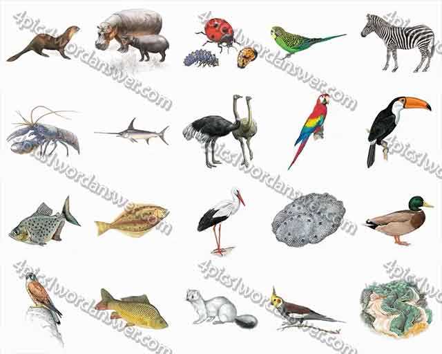 100pics animal answers