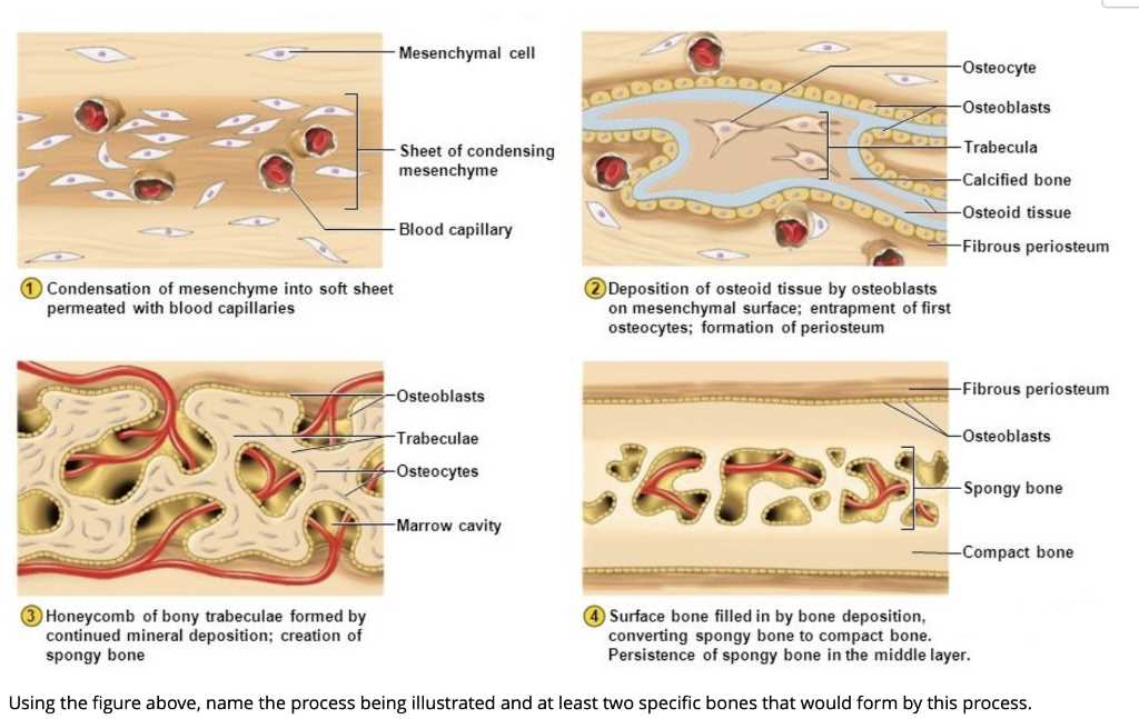 Branches of Anatomy