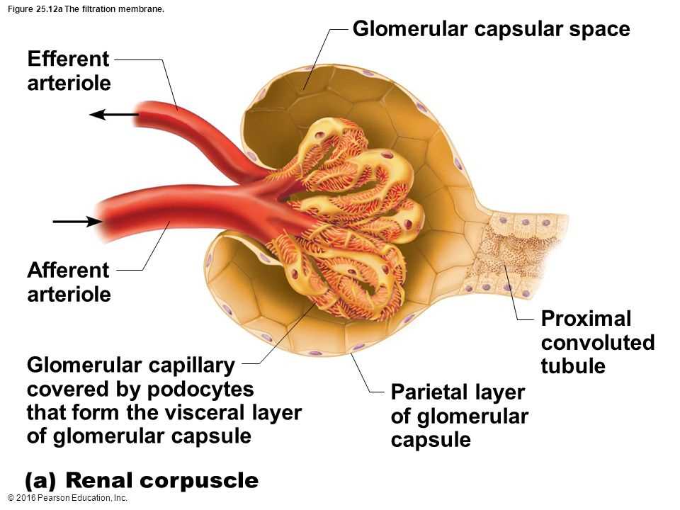 Membrane Structure