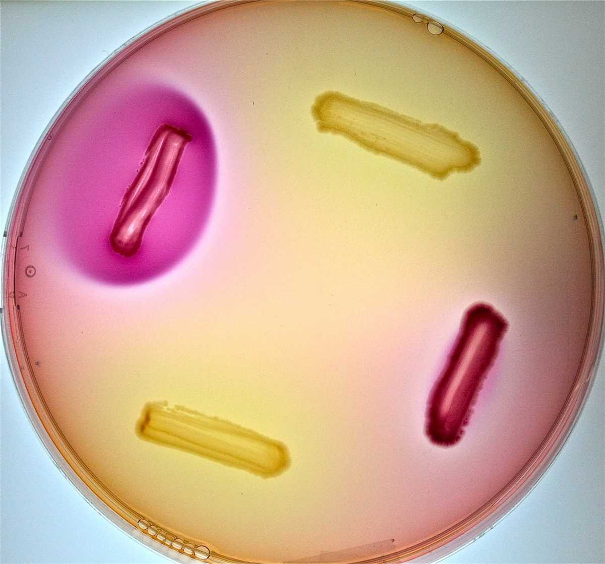 Basic Concepts in Microbiology