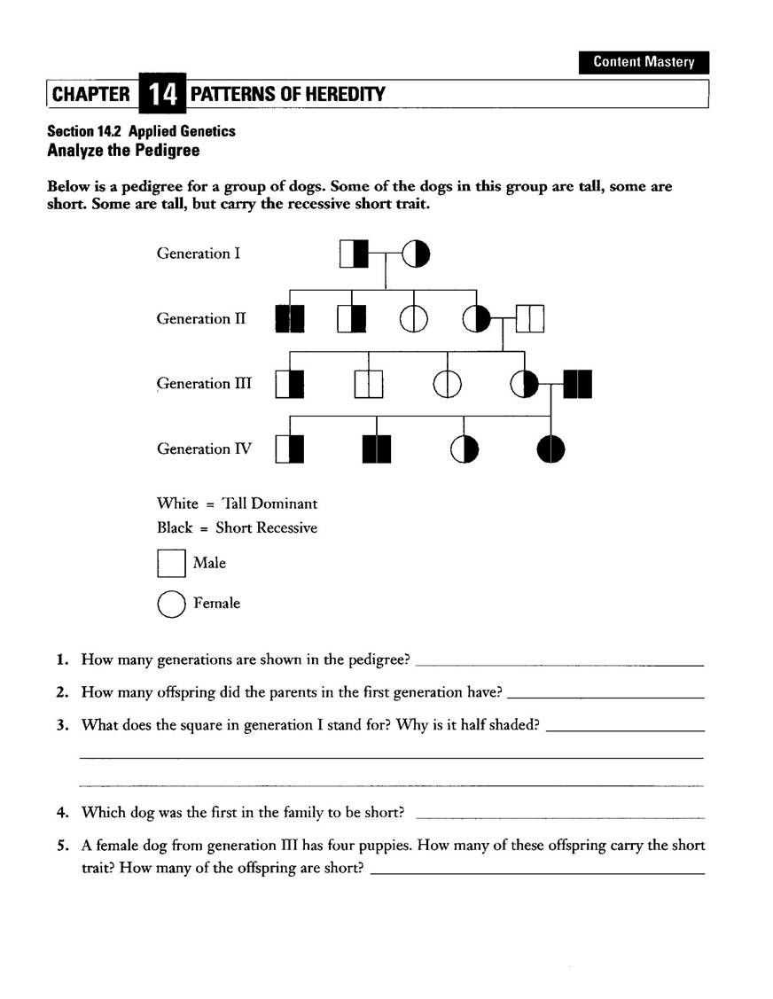 DNA: The Molecule of Heredity Worksheet Answers