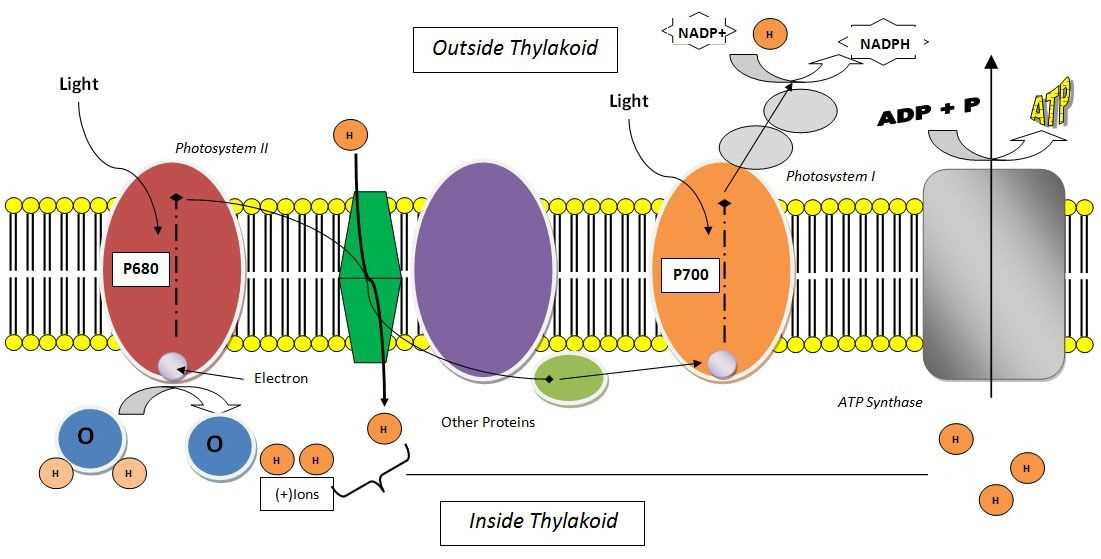 5. What are the implications of climate change on photosynthesis?