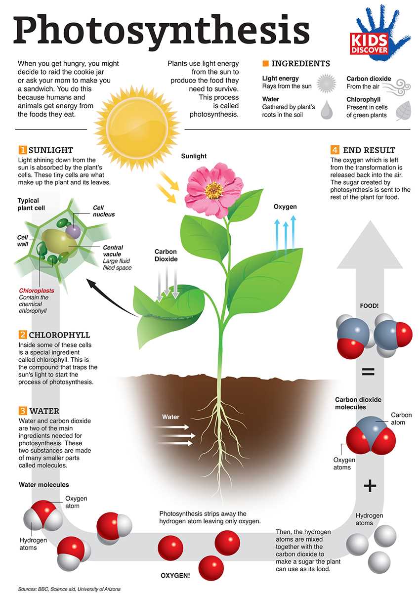 Light-dependent reactions