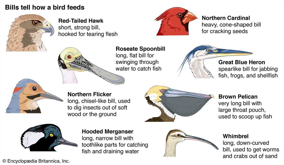Importance of Rainfall for Bird Beaks Adaptation