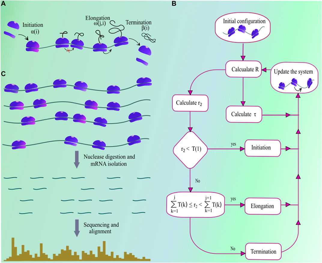 Function of Ribosomes: How Do They Play a Role in Protein Synthesis?