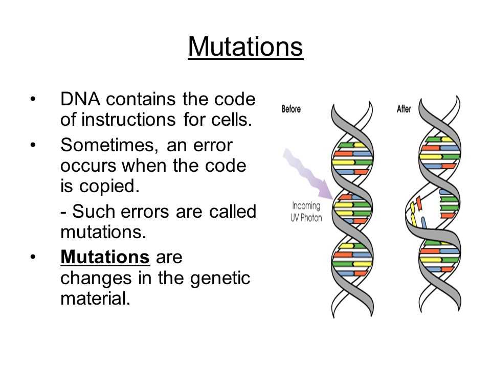 Section 12 4 mutations answer key
