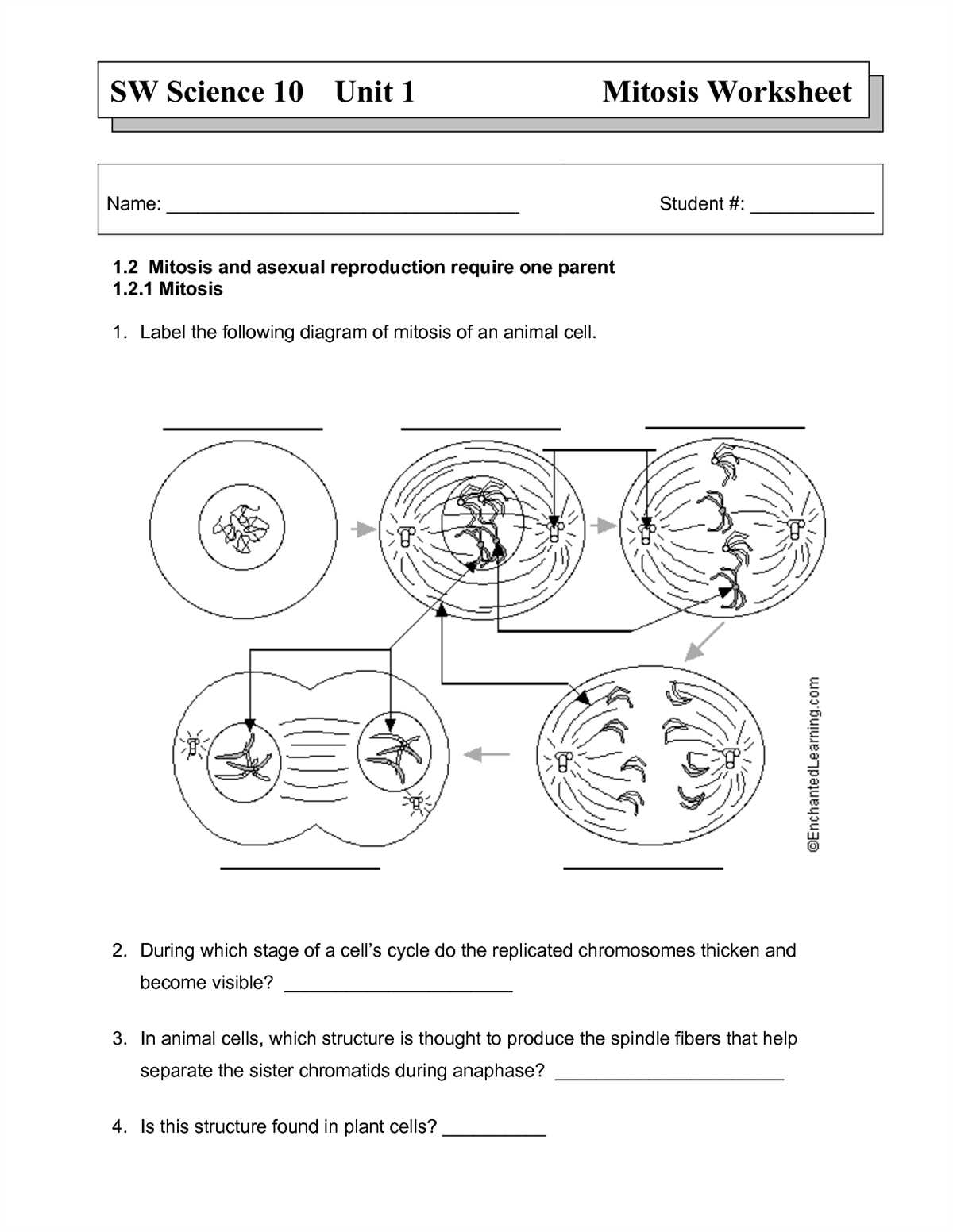 Mitosis Matching Worksheet Answers