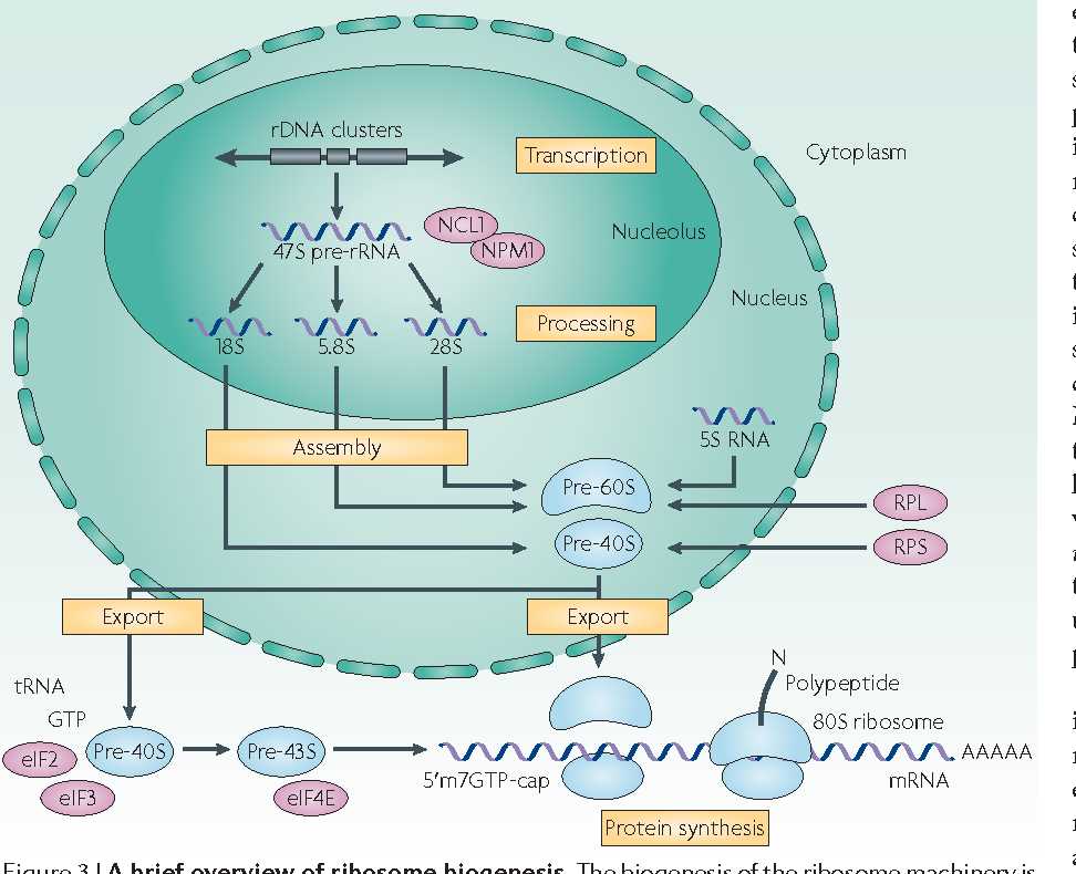 Understanding the Role of Ribosomes in Protein Synthesis: Unraveling the Answers in 13.2 13.2 ribosomes and protein synthesis answers
