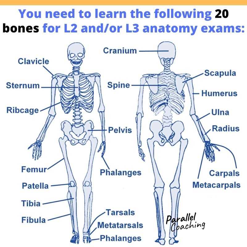 Exploring the Intricacies of the Anatomy and Physiology Exam 3 Anatomy and physiology exam 3