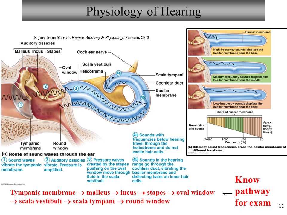 Anatomical Terminology