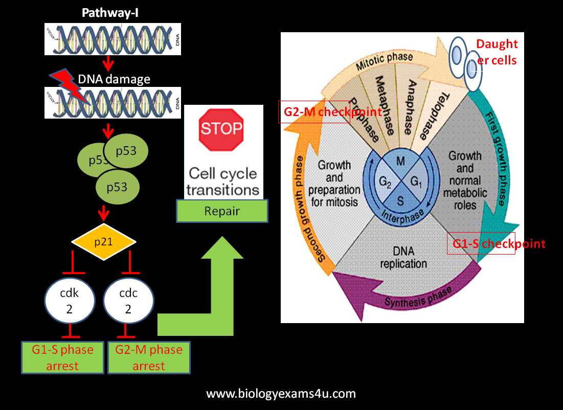 Explore Previous Biology Olympiad Examinations to Boost Your Preparation Biology olympiad past exams