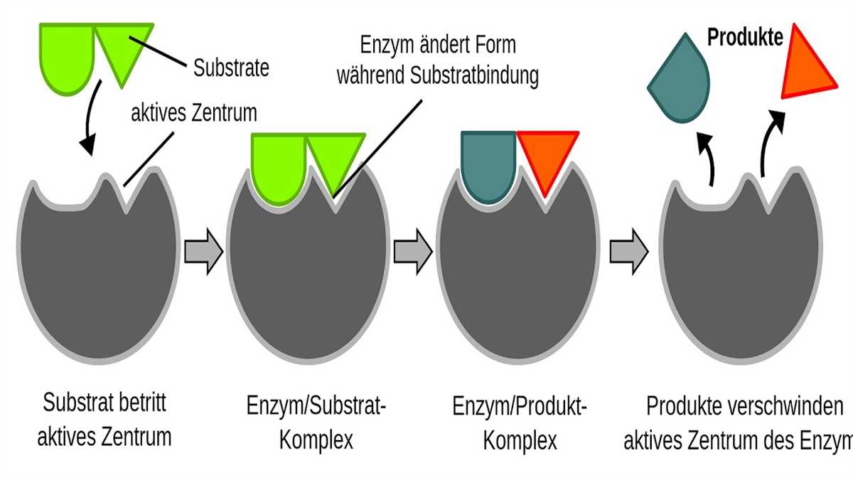 Cellular Respiration: Understanding Energy Conversion