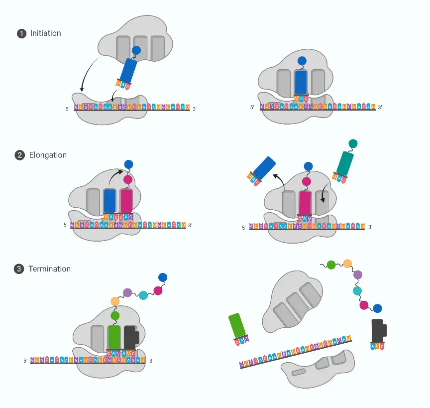 Types of RNA Involved in Protein Synthesis
